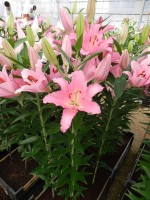 [4215 Barrage No101.JPG]